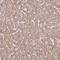 UTP23 Small Subunit Processome Component antibody, NBP1-92568, Novus Biologicals, Immunohistochemistry frozen image 