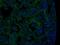 Fibronectin 1 antibody, NBP1-91258, Novus Biologicals, Immunohistochemistry frozen image 