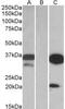 Dual Adaptor Of Phosphotyrosine And 3-Phosphoinositides 1 antibody, MBS422886, MyBioSource, Western Blot image 
