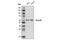 SMAD2 antibody, 12584S, Cell Signaling Technology, Western Blot image 