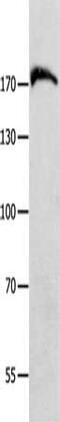 MutS Homolog 6 antibody, CSB-PA589405, Cusabio, Western Blot image 