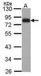 Hematopoietic Cell-Specific Lyn Substrate 1 antibody, GTX114467, GeneTex, Western Blot image 