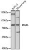 Integrin Subunit Beta 6 antibody, 16-792, ProSci, Western Blot image 