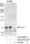 Formin Binding Protein 1 Like antibody, A303-469A, Bethyl Labs, Immunoprecipitation image 