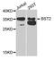 Bone Marrow Stromal Cell Antigen 2 antibody, LS-B15391, Lifespan Biosciences, Western Blot image 