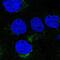 Vesicle transport through interaction with t-SNAREs homolog 1A antibody, NBP2-30952, Novus Biologicals, Immunofluorescence image 