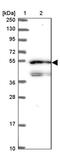 Signal recognition particle 54 kDa protein antibody, PA5-61853, Invitrogen Antibodies, Western Blot image 