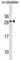 Apolipoprotein M antibody, abx030534, Abbexa, Western Blot image 