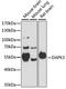 Death Associated Protein Kinase 3 antibody, A15047, ABclonal Technology, Western Blot image 