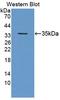 Geminin DNA Replication Inhibitor antibody, LS-C702565, Lifespan Biosciences, Western Blot image 