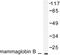 Secretoglobin Family 2A Member 1 antibody, LS-C176109, Lifespan Biosciences, Western Blot image 