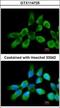 Ribosomal Protein L3 antibody, GTX114725, GeneTex, Immunocytochemistry image 