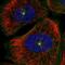 RAB11 Family Interacting Protein 5 antibody, PA5-57641, Invitrogen Antibodies, Immunofluorescence image 