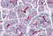 SLAIN Motif Family Member 1 antibody, 5467, ProSci, Immunohistochemistry paraffin image 