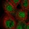 IKAROS Family Zinc Finger 5 antibody, HPA051574, Atlas Antibodies, Immunofluorescence image 