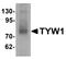 TRNA-YW Synthesizing Protein 1 Homolog antibody, orb75620, Biorbyt, Western Blot image 