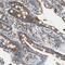 Glutathione S-Transferase Kappa 1 antibody, NBP1-89727, Novus Biologicals, Immunohistochemistry frozen image 