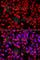 Actin Related Protein 2/3 Complex Subunit 3 antibody, A7767, ABclonal Technology, Immunofluorescence image 