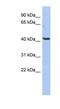 Olfactomedin Like 1 antibody, NBP1-57963, Novus Biologicals, Western Blot image 