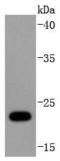 Ubiquitin D antibody, A01970-3, Boster Biological Technology, Western Blot image 