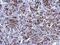 Keratin 7 antibody, PA5-34764, Invitrogen Antibodies, Immunohistochemistry frozen image 
