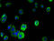 Transmembrane Protein 109 antibody, A64068-100, Epigentek, Immunofluorescence image 