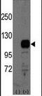 BCAS3 Microtubule Associated Cell Migration Factor antibody, PA5-11492, Invitrogen Antibodies, Western Blot image 