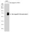 Interleukin 13 Receptor Subunit Alpha 1 antibody, GTX114494, GeneTex, Western Blot image 