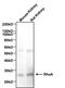 Ras Homolog Family Member A antibody, GTX31145, GeneTex, Western Blot image 