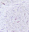 Inositol Polyphosphate Phosphatase Like 1 antibody, LS-C756515, Lifespan Biosciences, Immunohistochemistry frozen image 