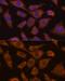 Prolyl Endopeptidase Like antibody, GTX66252, GeneTex, Immunofluorescence image 