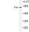 FPS antibody, LS-C177010, Lifespan Biosciences, Western Blot image 