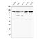 Bromodomain Containing 2 antibody, A02412-1, Boster Biological Technology, Western Blot image 