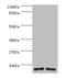 Ribosomal Protein S16 antibody, LS-B10655, Lifespan Biosciences, Western Blot image 