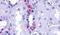 Probable G-protein coupled receptor 110 antibody, PA5-33608, Invitrogen Antibodies, Immunohistochemistry frozen image 