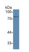 Ring Finger Protein 112 antibody, LS-C314691, Lifespan Biosciences, Western Blot image 