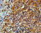 EF-Hand Domain Family Member D2 antibody, 46-454, ProSci, Immunohistochemistry frozen image 