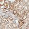 Ring Finger And CCCH-Type Domains 1 antibody, NBP1-89590, Novus Biologicals, Immunohistochemistry paraffin image 