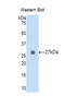 Fibrillin 2 antibody, LS-C300767, Lifespan Biosciences, Western Blot image 