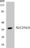 Solute Carrier Family 25 Member 31 antibody, LS-C200683, Lifespan Biosciences, Western Blot image 