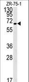 NEDD4 Binding Protein 3 antibody, LS-C164732, Lifespan Biosciences, Western Blot image 