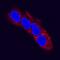 Alpha Fetoprotein antibody, MAB1368, R&D Systems, Immunofluorescence image 