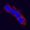 Alpha Fetoprotein antibody, MAB1368, R&D Systems, Immunofluorescence image 