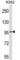 Phosphodiesterase 6A antibody, abx027284, Abbexa, Western Blot image 