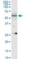 Cdc42 Guanine Nucleotide Exchange Factor 9 antibody, H00023229-M01, Novus Biologicals, Western Blot image 