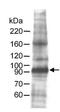 Minichromosome Maintenance Complex Component 7 antibody, GTX23732, GeneTex, Western Blot image 