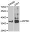 ARH1 antibody, LS-C334608, Lifespan Biosciences, Western Blot image 