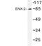 Enhancer Of Zeste 1 Polycomb Repressive Complex 2 Subunit antibody, LS-C176828, Lifespan Biosciences, Western Blot image 