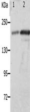 NPHS1 Adhesion Molecule, Nephrin antibody, CSB-PA909441, Cusabio, Western Blot image 