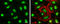 MAF BZIP Transcription Factor G antibody, GTX114541, GeneTex, Immunocytochemistry image 